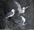 Fulmar boreal