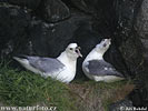 Fulmar boreal