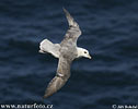 Fulmar boréal