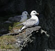 Fulmarus glacialis