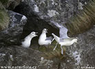 Fulmarus glacialis