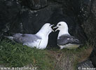 Fulmarus glacialis