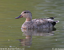 Gadwall