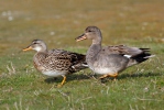 Gadwall