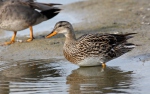 Gadwall