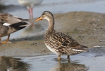 Gadwall