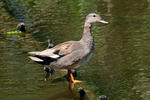 Gadwall