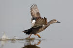 Gadwall