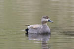 Gadwall