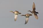 Gadwall