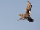 Gadwall