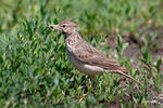 Galerida cristata