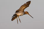 Gallinago gallinago