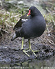 Gallinella d'acqua