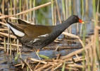 Gallinule poule-d'eau