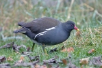 Gallinule poule-d'eau