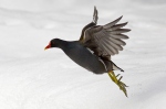 Gallinule poule-d'eau