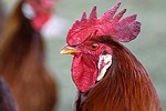 Gallus domesticus