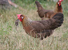 Gallus gallus domesticus