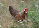 Gallus gallus domesticus