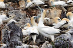 Gannet utara