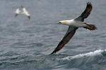 Gannet utara