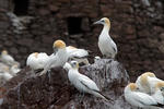 Gannet utara