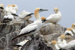 Gannet utara