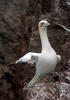 Gannet utara