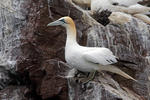 Gannet utara