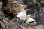 Gannet utara