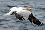 Gannet utara