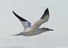 Gannet utara