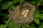 Garden Warbler