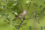 Garden Warbler