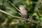 Garden Warbler