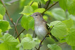 Garden Warbler