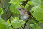 Garden Warbler