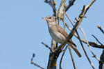 Garden Warbler