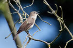 Garden Warbler