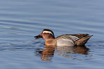 Garganey