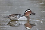 Garganey