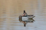 Garganey