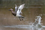 Garganey