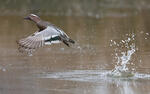 Garganey