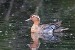 Garganey
