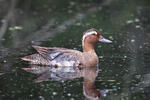 Garganey