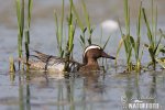 Garganey