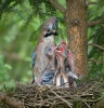 Garrulus glandarius