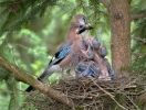 Garrulus glandarius